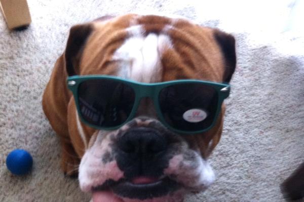 /Images/uploads/Humane Rescue Alliance/HRACalendarPhotoContest/entries/8745thumb.jpg